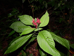 Pachystachys coccinea
