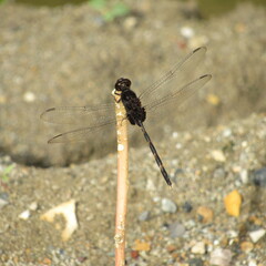 Erythemis plebeja