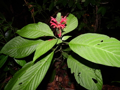 Pachystachys coccinea
