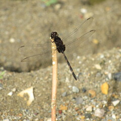 Erythemis plebeja