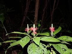 Pachystachys coccinea