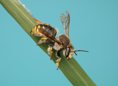 European Woolcarder Bee photographed in New York