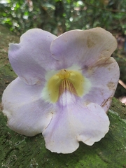 Thunbergia laurifolia