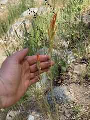 Castilleja minor