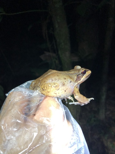 Rose-lipped Thin-toed Frog