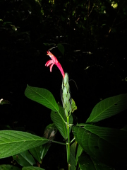 Pachystachys coccinea