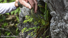 Dryopteris fragrans image