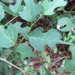 Angiospermae