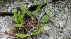 Dryopteris fragrans image