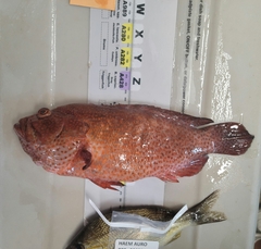 Cephalopholis cruentata