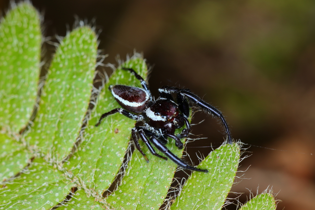 Metaphidippus perfectus