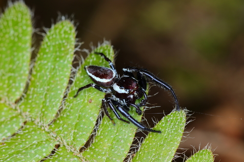 Metaphidippus perfectus