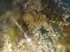 Onchidoris bilamellata