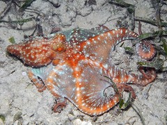 Callistoctopus luteus