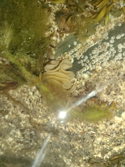 Onchidoris bilamellata