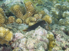 Cirripectes imitator