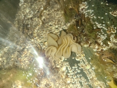 Onchidoris bilamellata