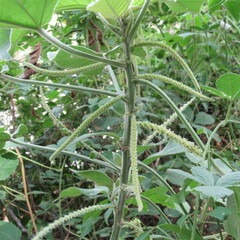 Angiospermae