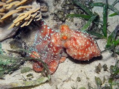 Callistoctopus luteus
