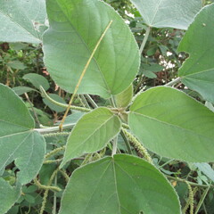 Angiospermae