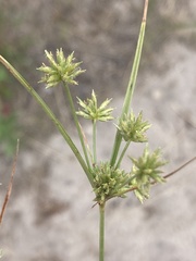 Cyperus grayi