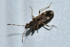 Neopamera albocincta