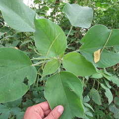 Angiospermae