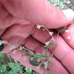 Angiospermae