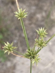 Cyperus grayi