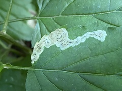 Liriomyza limopsis