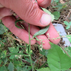 Angiospermae
