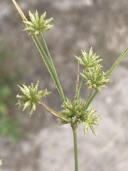 Cyperus grayi
