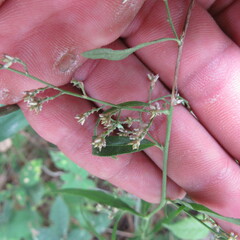Angiospermae