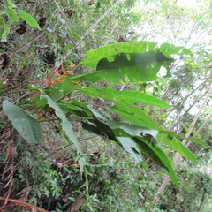 Heliconia