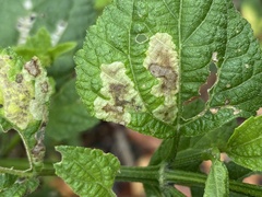 Calycomyza melantherae