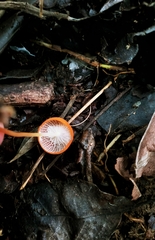 Marasmius cladophyllus