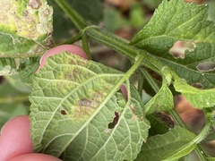 Calycomyza melantherae