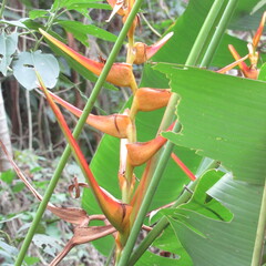 Heliconia