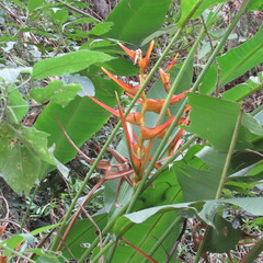 Heliconia