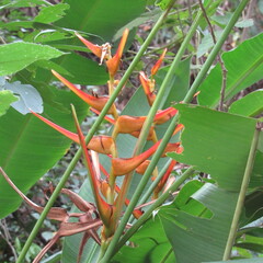 Heliconia