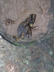 Oxytrigona