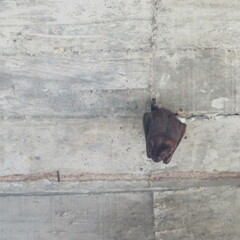 Phyllostomidae