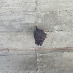 Phyllostomidae
