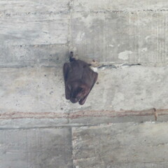 Phyllostomidae