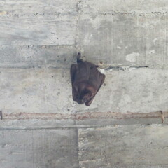 Phyllostomidae