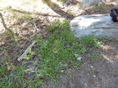 Raillardella scaposa