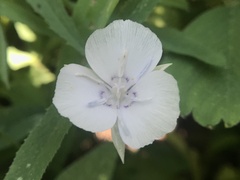 Calochortus minimus