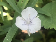Calochortus minimus