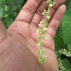 Angiospermae