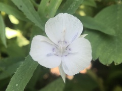 Calochortus minimus